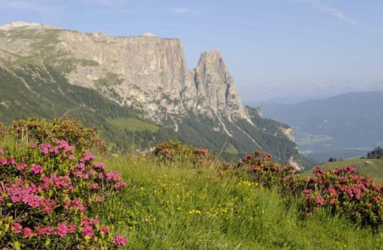 Escursionismo sull'Alpe di Siusi 4